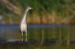 Kvakoš noční  ( Nycticorax nycticorax )
