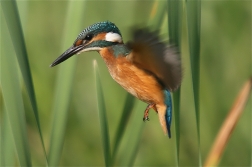 Ledňáček říční