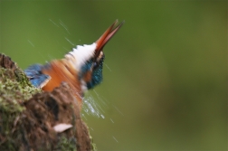 Ledňáček říční