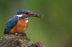 Ledňáček říční