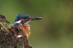 Ledňáček říční