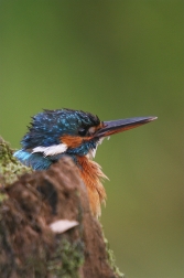 Ledňáček říční