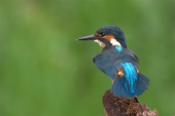 Ledňáček říční