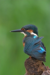 Ledňáček říční