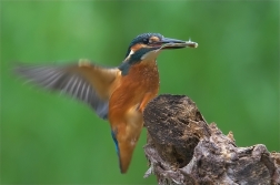 Ledňáček říční