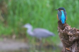 Ledňáček říční