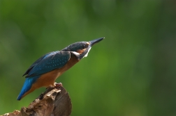 Ledňáček říční