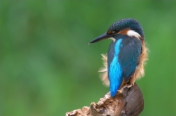 Ledňáček říční