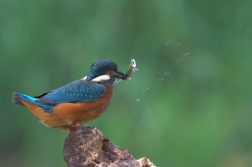 Ledňáček říční