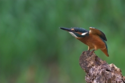 Ledňáček říční