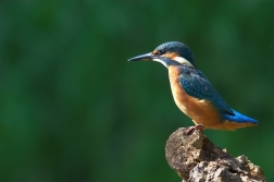 Ledňáček říční