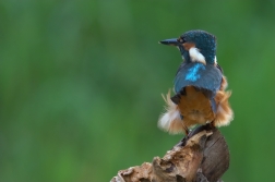 Ledňáček říční