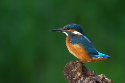 Ledňáček říční