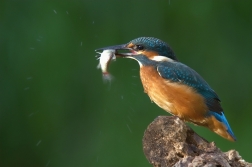 Ledňáček říční