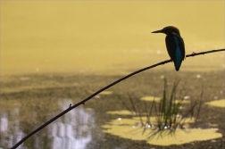 Ledňáček říční