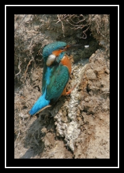 Ledňáček říční