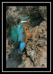 Ledňáček říční