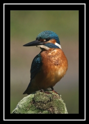 Ledňáček říční