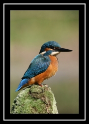 Ledňáček říční