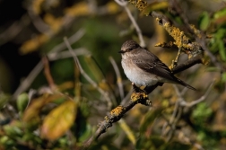Lejsek šedý  ( Muscicapa striata )