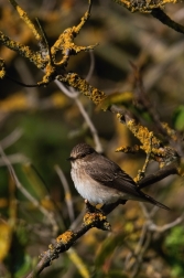 Lejsek šedý  ( Muscicapa striata )