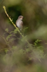 Lejsek šedý  ( Muscicapa striata )