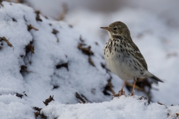 Linduška luční ( Anthus pratensis )