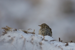 Linduška luční ( Anthus pratensis )