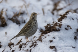 Linduška luční ( Anthus pratensis )