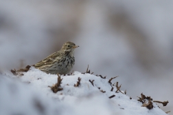 Linduška luční ( Anthus pratensis )