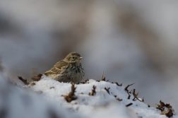 Linduška luční ( Anthus pratensis )