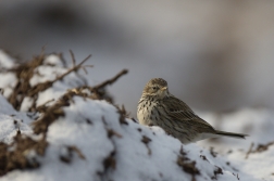 Linduška luční ( Anthus pratensis )