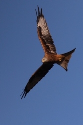 Luňák červený  ( Milvus milvus )