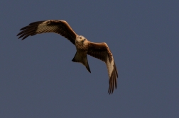 Luňák červený  ( Milvus milvus )