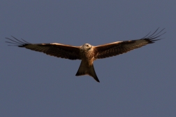 Luňák červený  ( Milvus milvus )