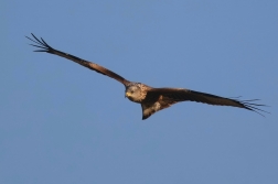 Luňák červený  ( Milvus milvus )