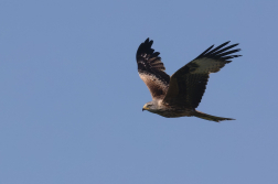 Luňák červený  ( Milvus milvus )