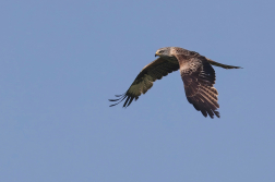 Luňák červený  ( Milvus milvus )