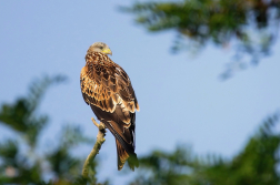 Luňák červený  ( Milvus milvus )