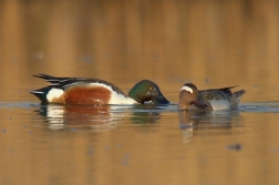 Lžičák pestrý a čírka modrá