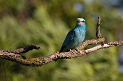 Mandelík hajní  ( Coracias garrulus )