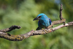 Mandelík hajní  ( Coracias garrulus )