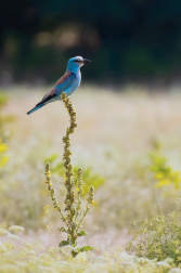 Mandelík hajní  ( Coracias garrulus )