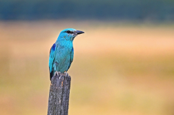 Mandelík hajní  ( Coracias garrulus )