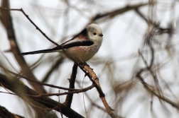 Mlynařík dlouhoocasý  ( Aegithalos...