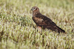 Moták lužní ( Cirkus pygargus )