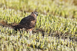 Moták lužní ( Cirkus pygargus )
