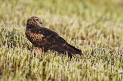 Moták lužní ( Cirkus pygargus )