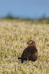 Moták lužní ( Cirkus pygargus )