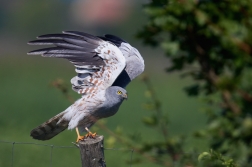 Moták lužní  ( Cyrkus pygargus )